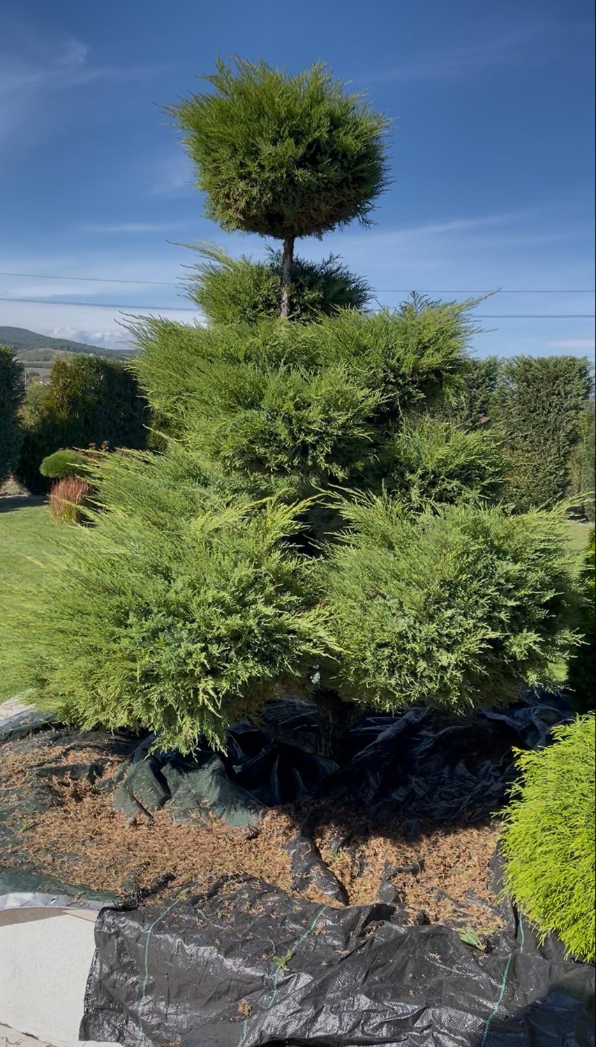 Înainte de amenajare – FitGarden Alba