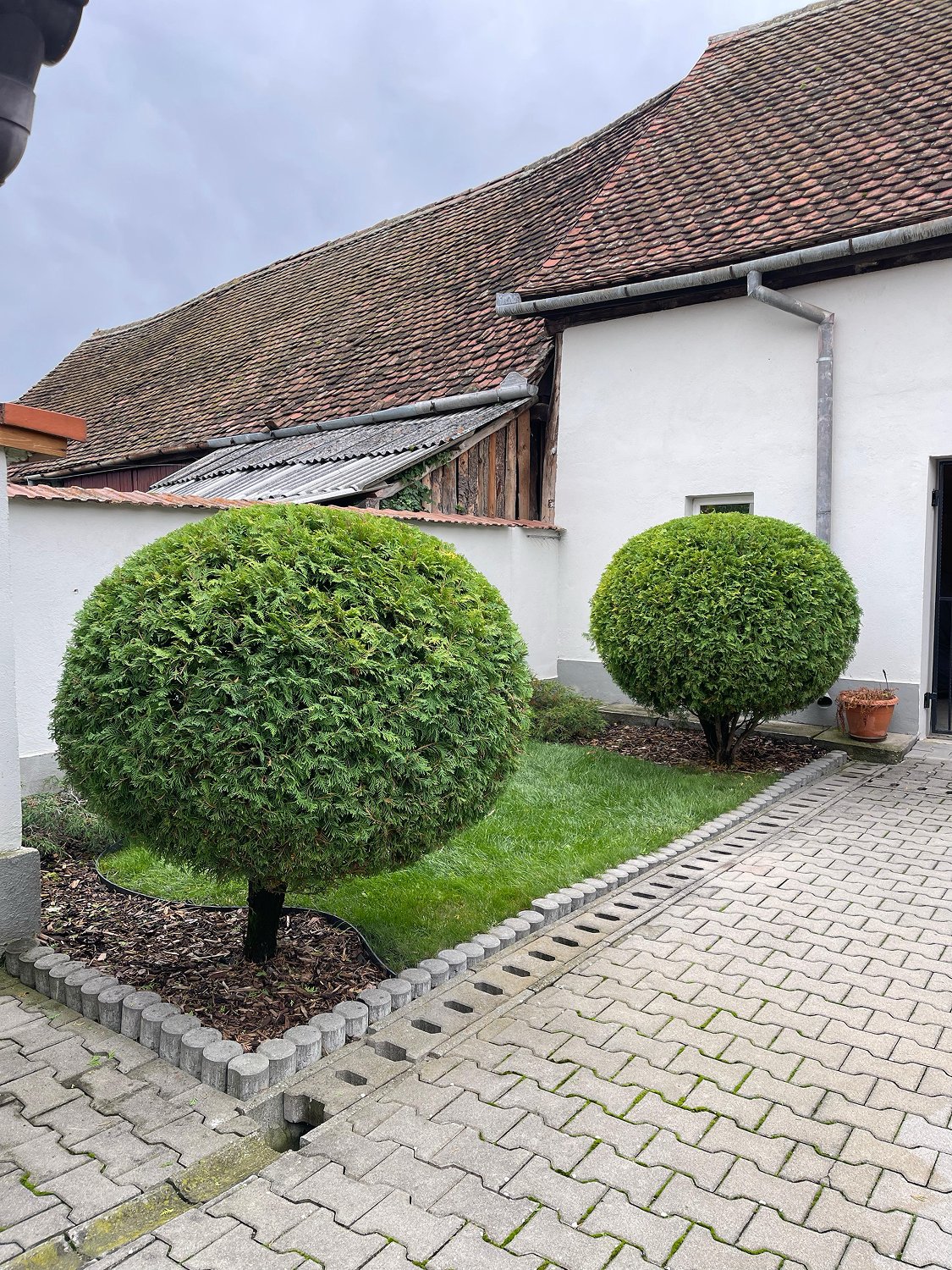 Tunsoare thuja – FitGarden Alba